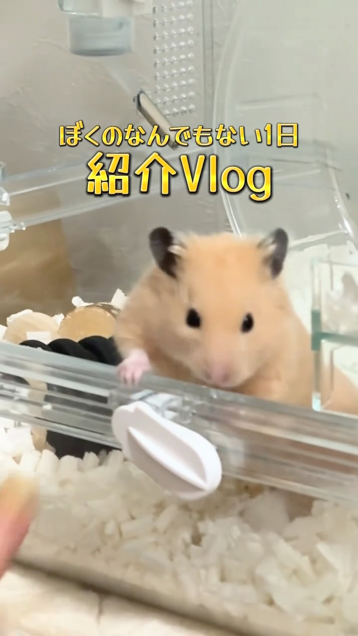 ポムさんプレゼンツ｢なんでもない1日紹介Vlog✨️｣（キンクマ‬