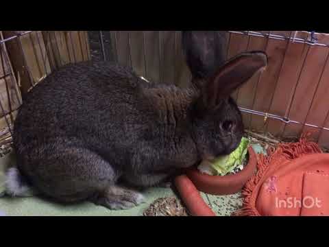 Wie Viel Kostet Es, Ein Kaninchen Zu Kastrieren?