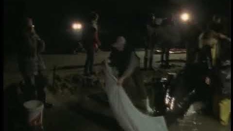 Killer Whale (Orcas) - Đội cứu hộ giải cứu cá voi sát thủ bị mắc cạn