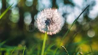 Download Lagu Suara Angin // Efek suara angin // Angin Sepoy sepoy // Wind MP3