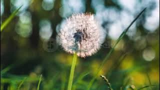 Suara Angin // Efek suara angin // Angin Sepoy sepoy // Wind