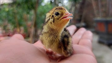 Thử Mua Trứng Chim Cút Ngoài Chợ Về Ấp Và Cái Kết Phải Làm Cha Mấy Chục Con Cút Non / Quế Nghịch