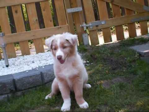 australian shepherd with tail my 9 weeks red merle australian shepherd playing in the pool youtube australian shepherd with tail my 9 weeks red merle australian shepherd playing in the pool youtube