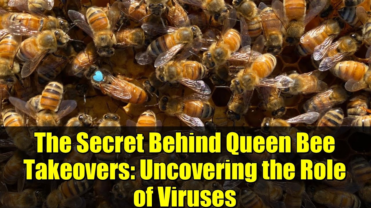 The Secret Behind Queen Bee Takeovers: Uncovering the Role of Viruses