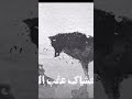 شالح بن هدلان وليد قصص شالح ابن هدلان قصص قصص واقعية اكسبلور وليد قصص