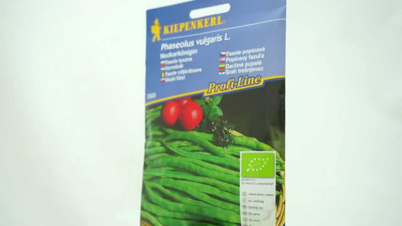 Popínavá fazole Neckarkönigin BIO - semena fazole BIO