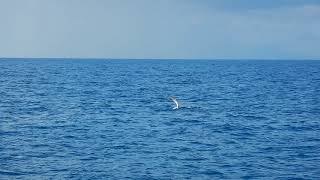 Baleine à bosses Gosier Guadeloupe by Tekneautik 612 views 6 years ago 25 seconds