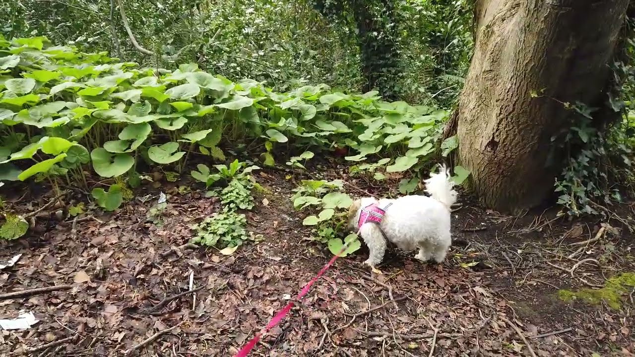 Walk-A-Boot in Loughlinstown Wood, Dublin, Ireland