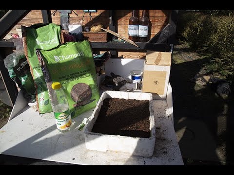 Video: Snapdragon frøformering: hvordan og når man skal plante løvdragefrø