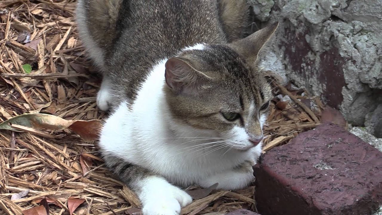 Hemingway House Cats YouTube