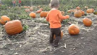 Trying to pick a pumpkin October 24, 2010