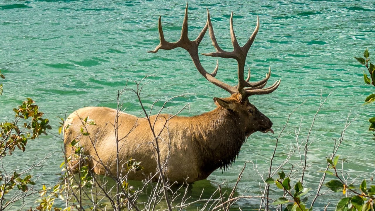 The Sheriff Goes for a Swim to Cool Off
