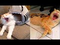 Try Not To Laugh Watching Funny Animals Compilation | Funny Videos 2021