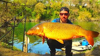 4 Jours Seul en Rivière Sauvage. Les CARPES en frénésie.