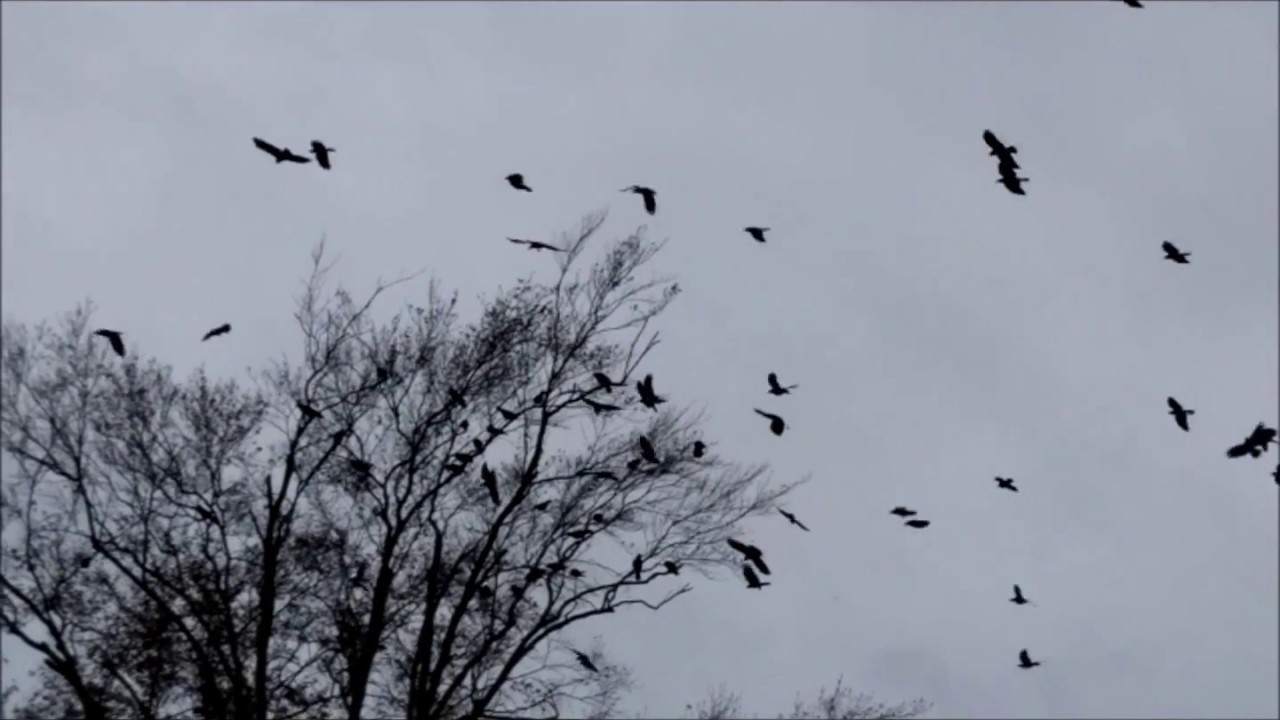 American Crow (Corvus Brachyrhyn) Family: Corvidae