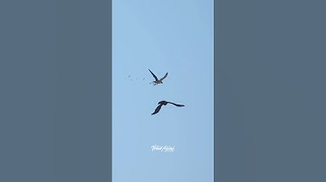 Falcon vs Raven Peregrine Falcon aka Maxine attacks a Raven #falcon #peregrinefalcon #birdsofprey