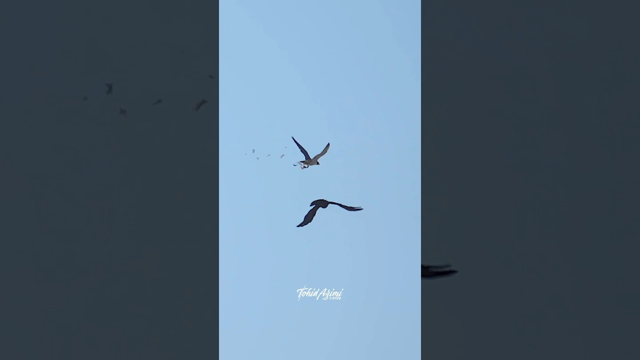 Falcon vs Raven Peregrine Falcon aka Maxine attacks a Raven 