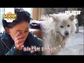 보지 말아야 할 것을 본 강아지 다롱이.. l Dog Has PTSD After He Saw Something He Shouldn't Have