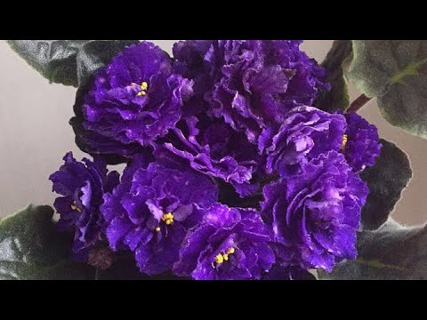 Фиалка Шансон Описание И Фото Фиалка Шансон Описание И Фото