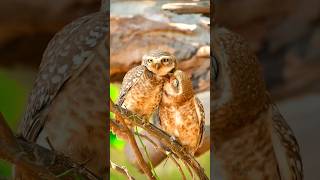 Send this to someone who cares silently ❤️ #wildlife #nature #photography