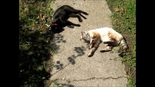 Ах, какая красота, когда в доме два кота Ах, какая красота, когда в доме два кота