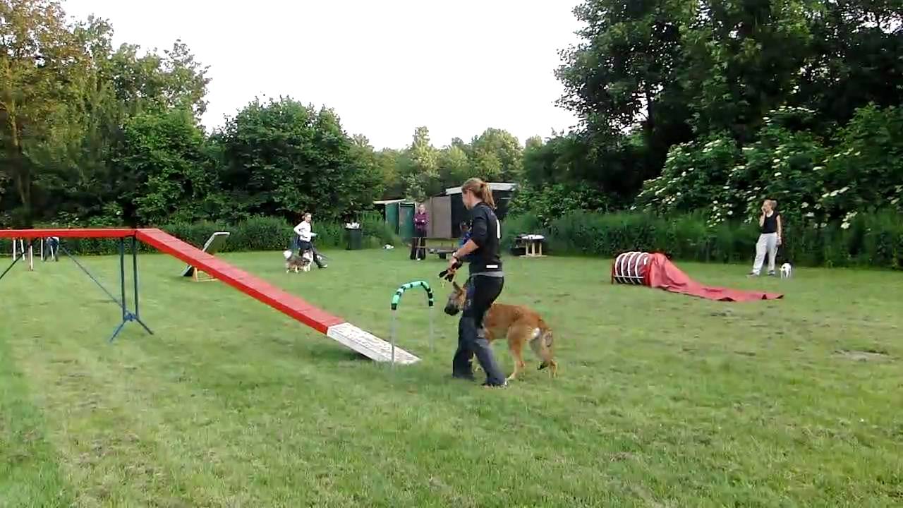 Tapas Agility(hoge kattenloop) Hondenschool Speed Almere d.d. 14-06-2010