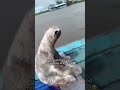 Sloth on Boat