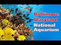 A Day At The Baltimore Maryland National Aquarium