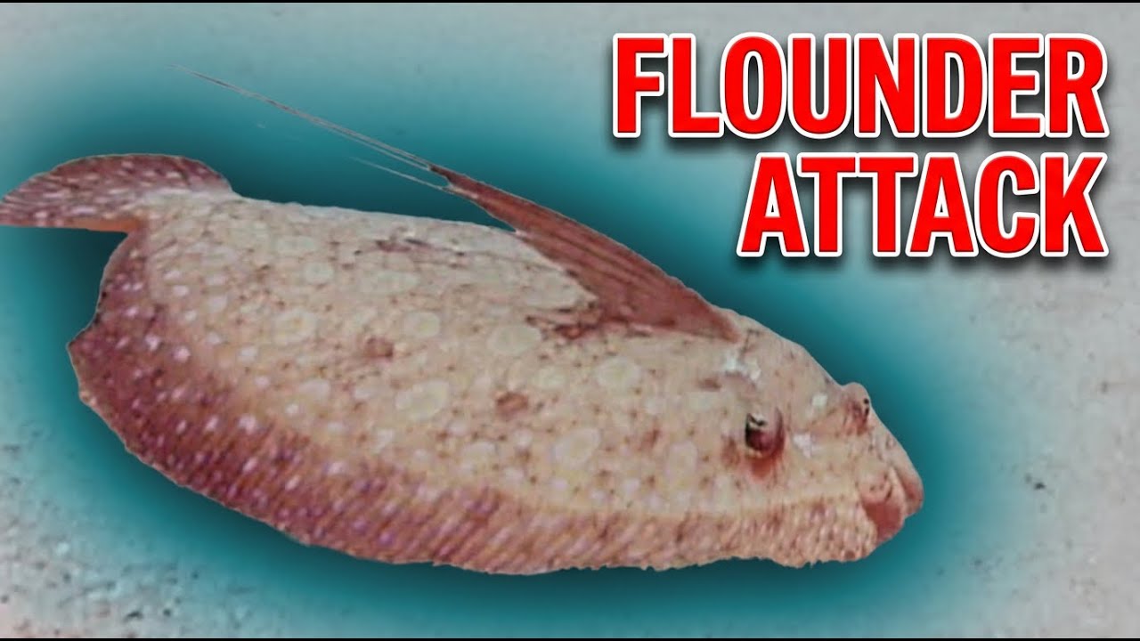 Flounder Attack, What Did I Do? Its A Bad Day YouTube