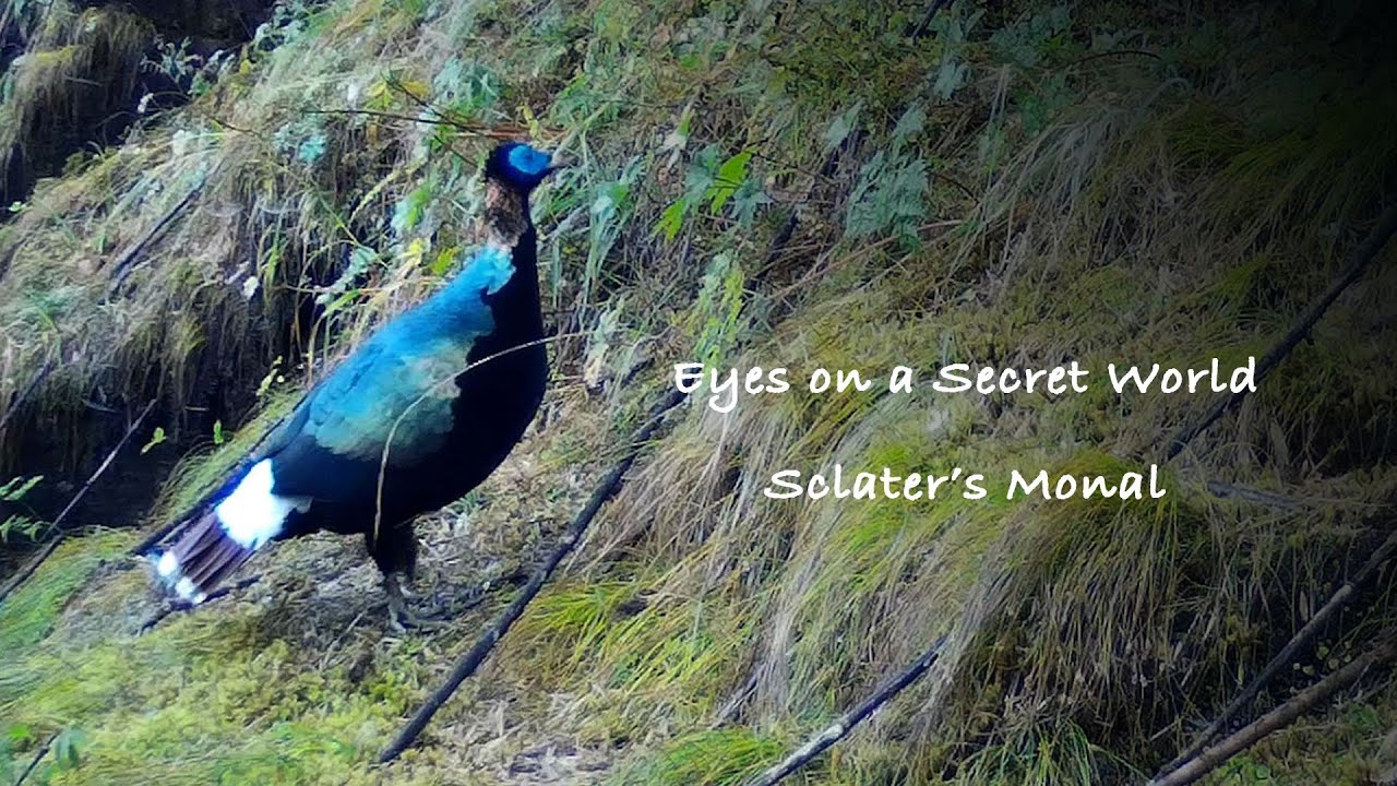 Eyes on a Secret World Ep. 7: Sclater's monal