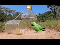 Easy Install Parrot Bird Trap Using Plastic Bottle - DIY Quick Bird Trap