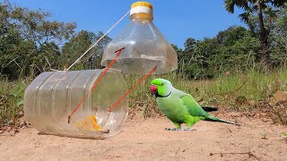 Easy Install Parrot Bird Trap Using Plastic Bottle  DIY Quick Bird Trap