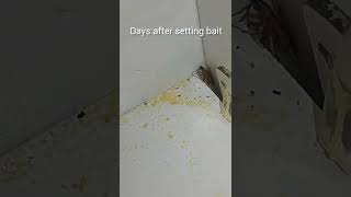 How To Effortlessly Get Rid Of Cockroaches!