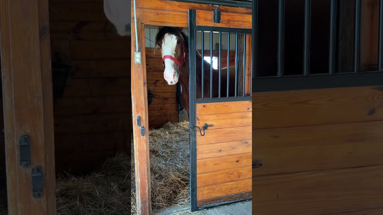 We Found Out This Clydesdale Has A Special Talent Horse Equestrian