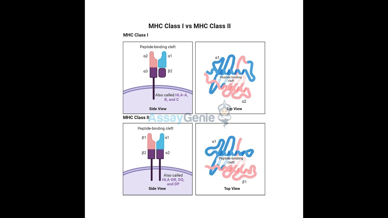 MHC Class I vs MHC Class II Key Differences and Functions - YouTube