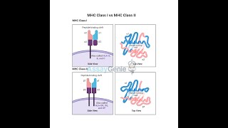 MHC Class I vs MHC Class II Key Differences and Functions