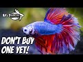 Don't Buy A Betta Fish Without Watching This First. 10 Things You Should Know About Betta Fish.