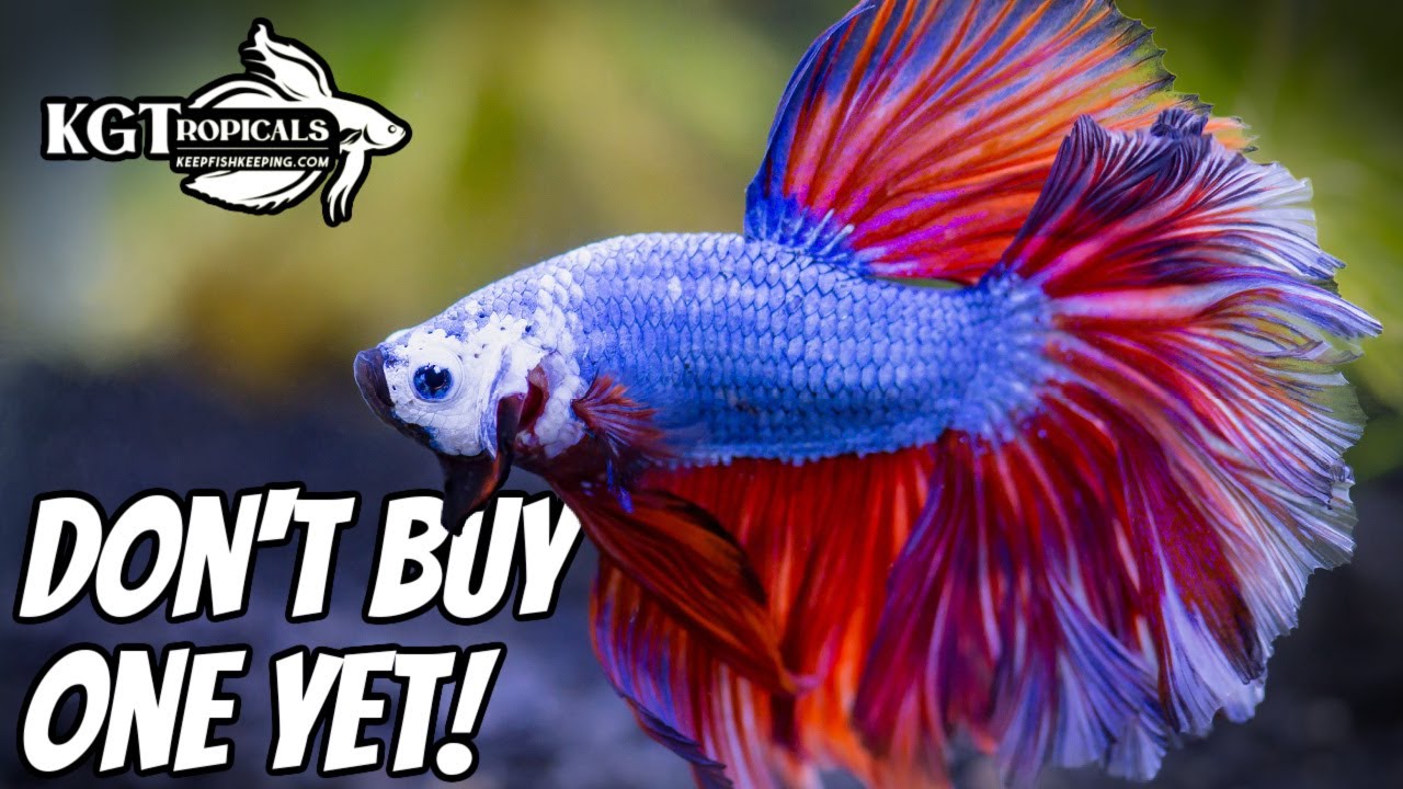 best pet store to buy fish