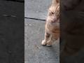Checking In On Thomas Cat Short Checking In On Thomas Cat Short