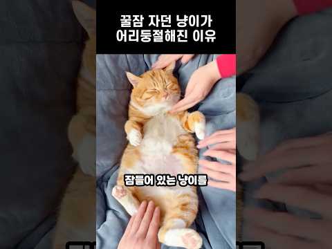 꿀잠 자던 냥이가 어리둥절해진 이유 #고양이 #치즈냥 #cat #쇼츠 #shorts