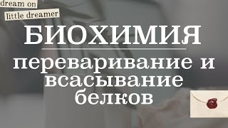 Переваривание и всасывание белков (катаболизм белков) | Биохимия