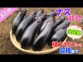 【ナス栽培】植え付けから収穫までの全記録