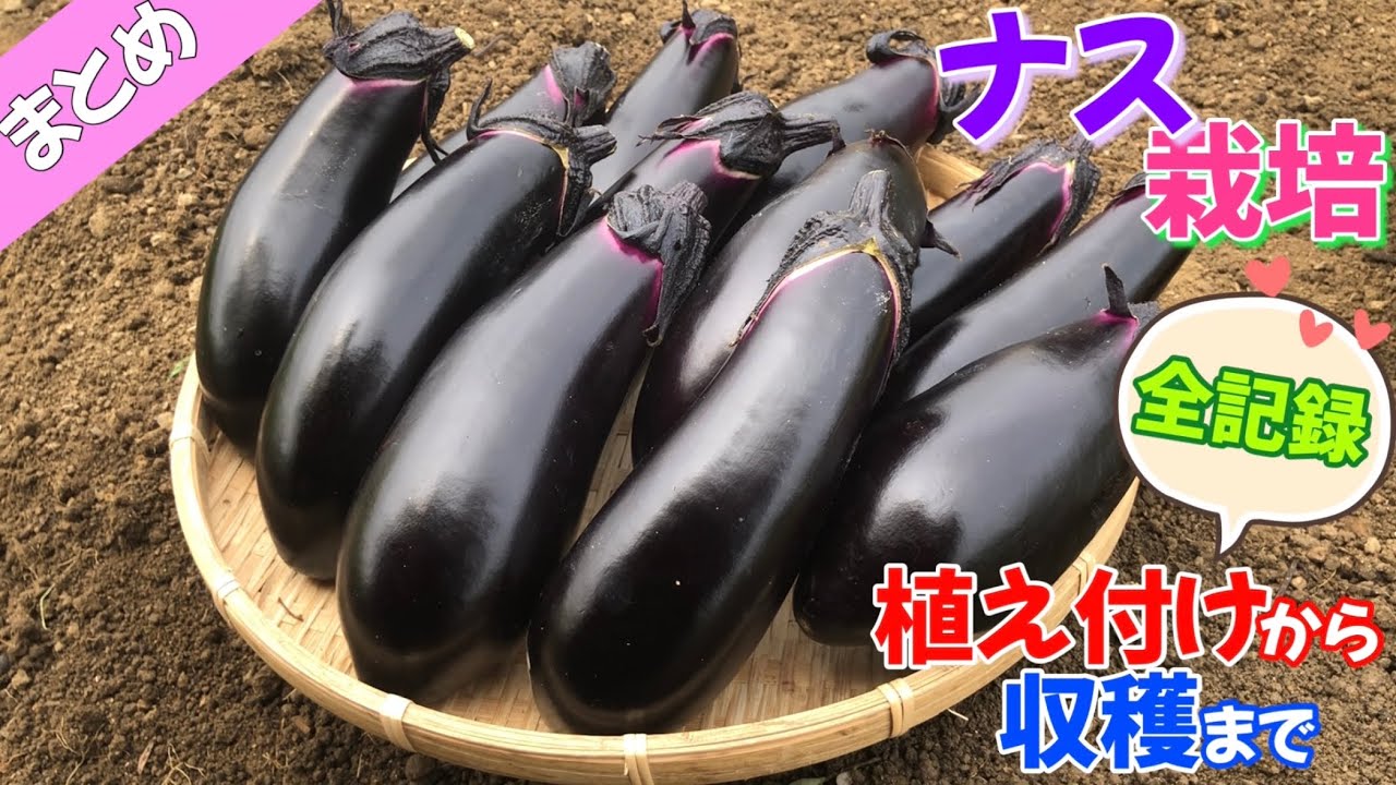 【ナス栽培】植え付けから収穫までの全記録