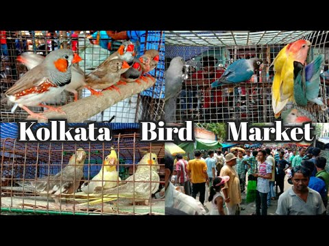 Kolkata Bird Market In Galiff Street Visit 26th May 2019