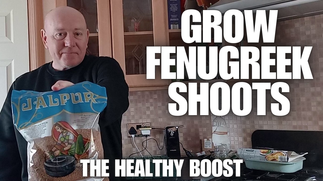 Grow Fenugreek Herbs & Shoots  [Container Gardening ]