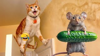 YOU LAUGH YOU LOSE😽Best Funny Animals Video 2024😸🐶Part 8