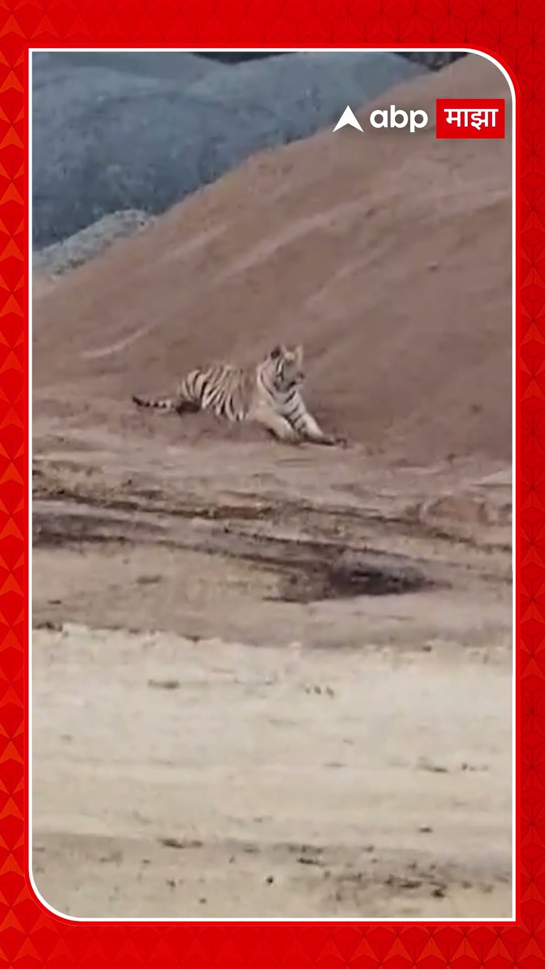 Bhandara Tiger Spotted : उपसा सिंचनाच्या कामावर वाघोबाचा ठिय्या, परिसरात भीतीचं वातावरण