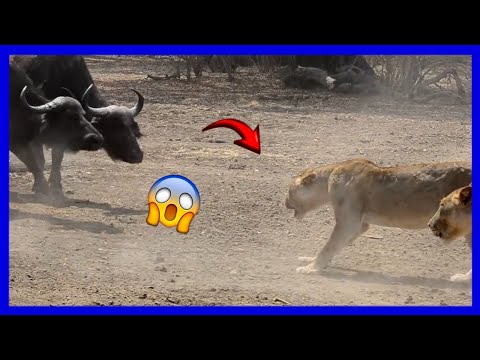 Depredador o presa El duelo épico entre leones y búfalos