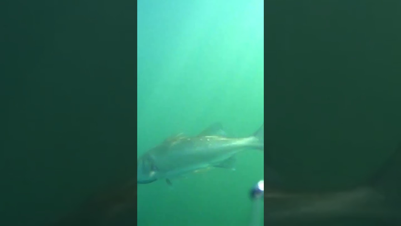 UNBELIEVABLE Bass takes lure underwater CAPTURED !