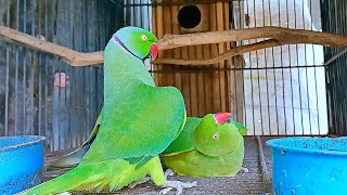 Ringneck Parrot Mating Behaviour